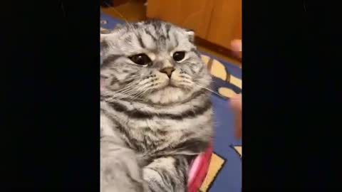 So Cute Cats Best /Funny Cat Videos