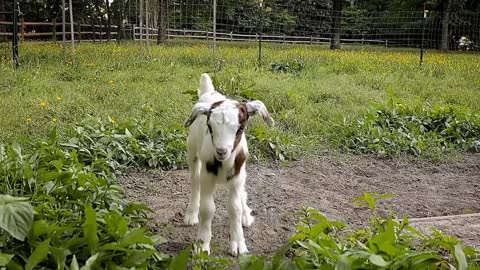 Today's healing time, the little lamb is so cute