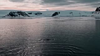 Rare footage of Arctic narwhals