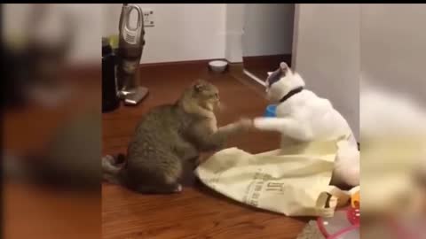 Cute cate - fighting each other | funny cat video |