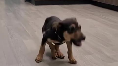 A Happy dog dancing 2021