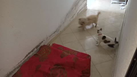 cat play with dogs