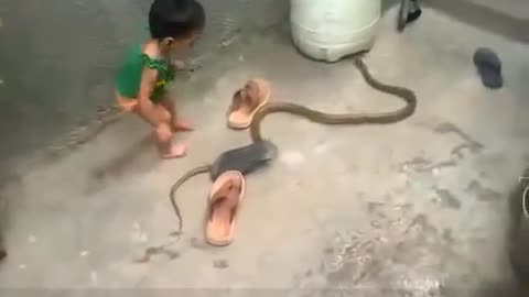 😱😱😱Child Playing with King Cobra Snake Amazi