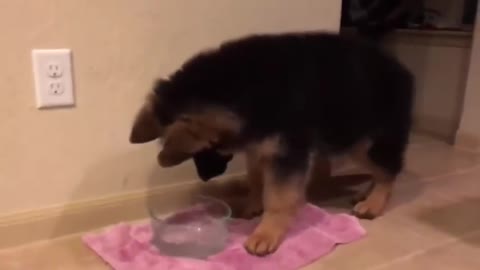 THE BEST CUTE AND FUNNY DOG VIDEOS OF 2022