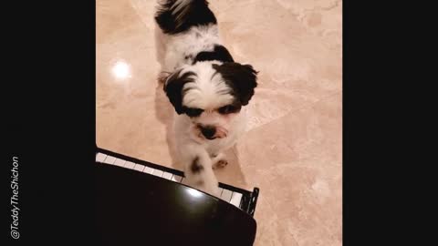Cute Teddy Bear Dog Plays Piano
