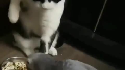 Bird Stole The Cat's Food And Try To Keep His Cool