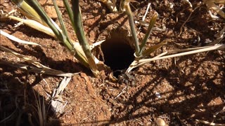 Wolf Spider Finds Food