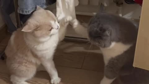 How much can a cat get into a fight? If you don't agree, do it!