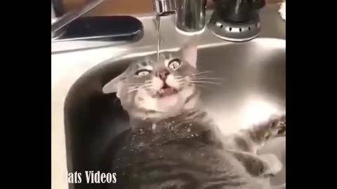 Cat in The Kitchen Sink And Drink From The Water Spout