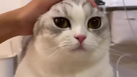 A cat without ears or a cat with ears?