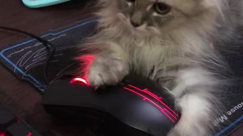 Kitty Claims Computer Mouse