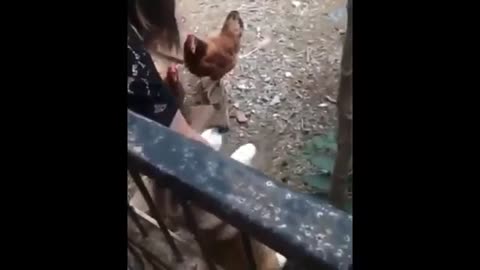 videos de risa, perro cobarde y gallinas