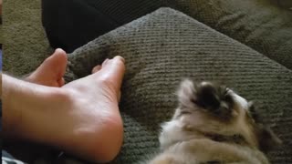 Coco Likes to Lick Daddy's Foot