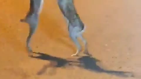 Two rabbits started boxing in the middle of the road, watching the video will make you laugh