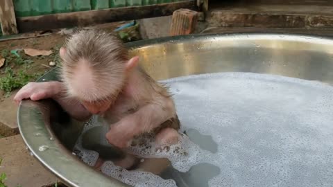 Monkey Joe taking a bath by himself