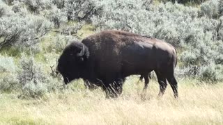 Wild Buffalo in Wyoming