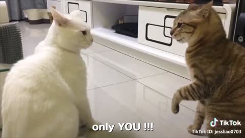 Cat Can talk!!!
