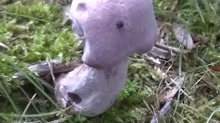 Mushroom