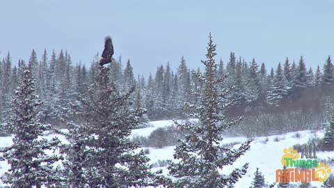 BALD EAGLE -| Animals For Kids | All Things Animal TV