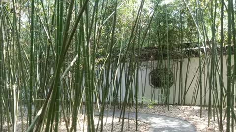 There are so many bamboos in this bamboo forest.