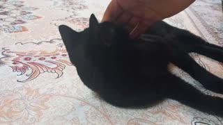 Playfulness of the black cat