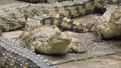 Group of Nile Crocodiles suns themselves