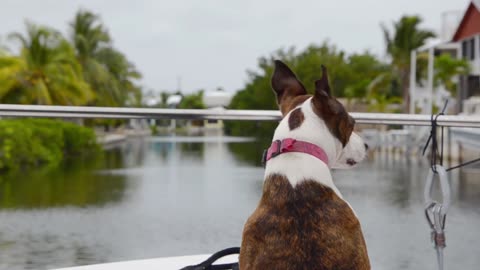 The Bull Terrier