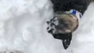 Stella white dog buries face in mud
