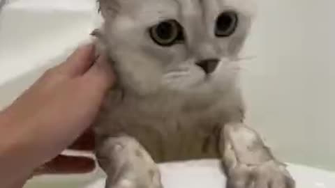 Cute cat Bath time , funny pets videos ,cute animals, compilations #short 7