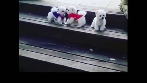 Cutes puppies behavior that will make you smile all day!!