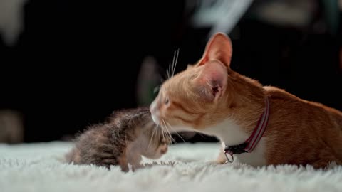Mother cat cleaning kitten