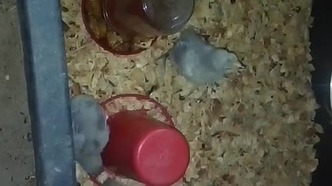 Chicks in a brooder Part 23