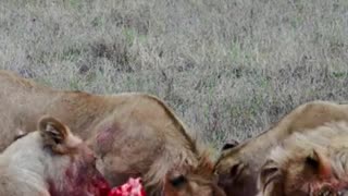 Lions Chew A Gnu 😱😱😱