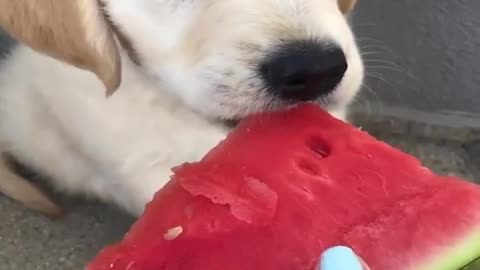 Dog food eating