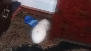 White guinea pig walking and smelling around carpet