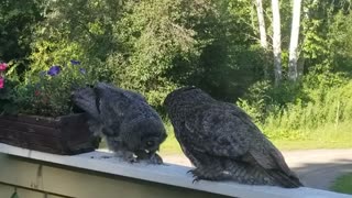 Owls Make Meal Out of Mouse