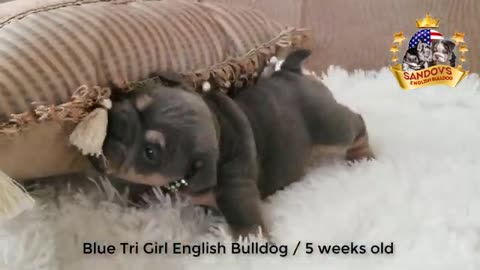 English Bulldog Puppy - 5 weeks old