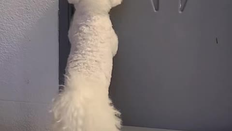 Puppy scratching the bathroom door