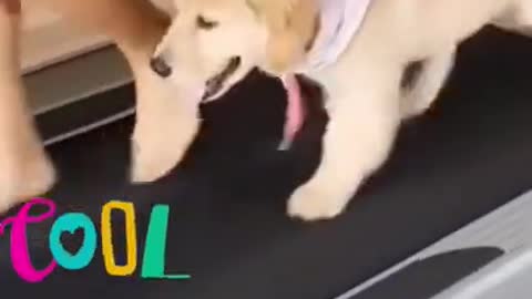 MOST FUNNY DOG VIDEO CLIP COMPILATION 2021
