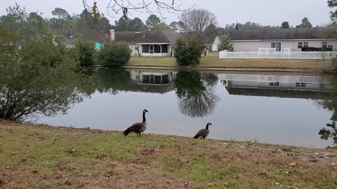 Calm Cool Morning with the Geese