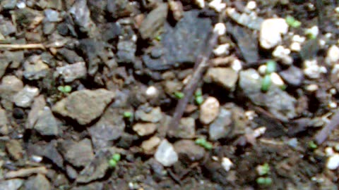 germination of Artemisia annua