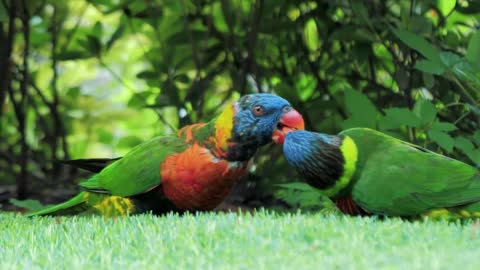 Two beautiful multicolored lorikeet parrots Trichoglossus parrots are eating apple slices