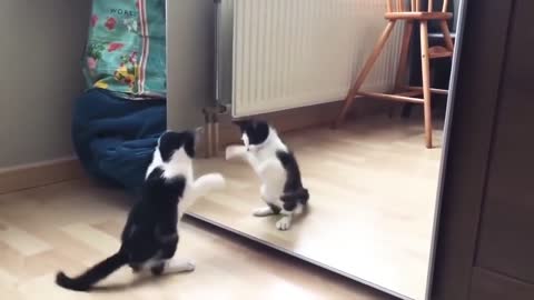 Funny Cat And Mirror Video-Funny