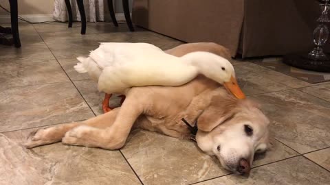 Pato posesivo no deja que un humano acaricie a su amigo perro