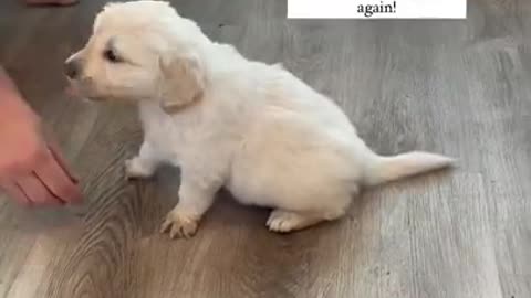 How to Train “ sit “ to your Puppy