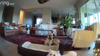 When Mercy the Dog Is Busted Chewing on a Picture, Her Cat Accomplices Cover Up for Her - RingTV