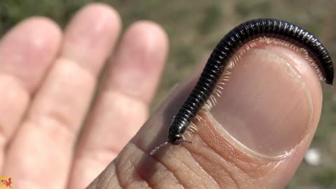 Deep look into the nature . Amazing video with simple centipede .