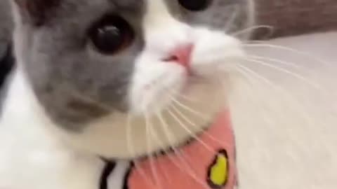 Cat funny video