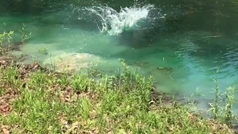 Brown dog chasing ball in lake in slomo