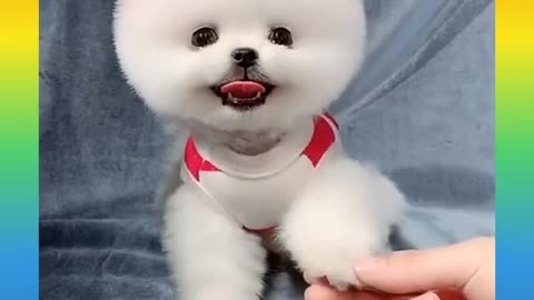 Cute funny dog hair cutting